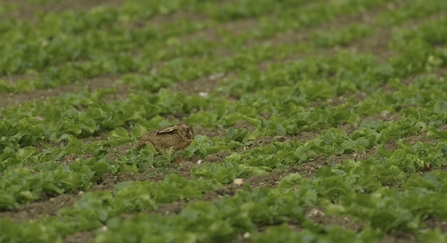 hare in field, farming