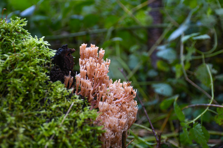 Crown-tipped coral fungus mushroom