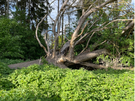 Fallen tree and nettles Lynsted Kitchen Garden
