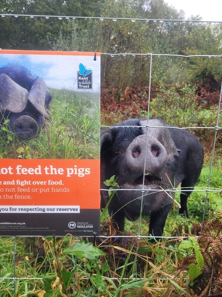 Pig behind a fence looking up at the camera next to a sign which say 'Do not feed the pigs' at Hothfield Heathland Nature Reserve