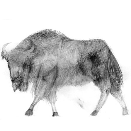 bison drawing benji fallow