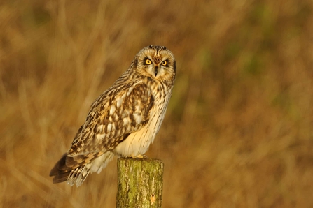 A short-eared owl sat on a post.