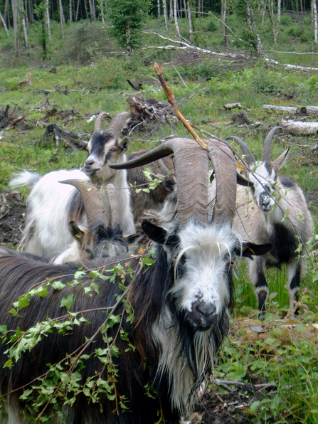 bigbury goats