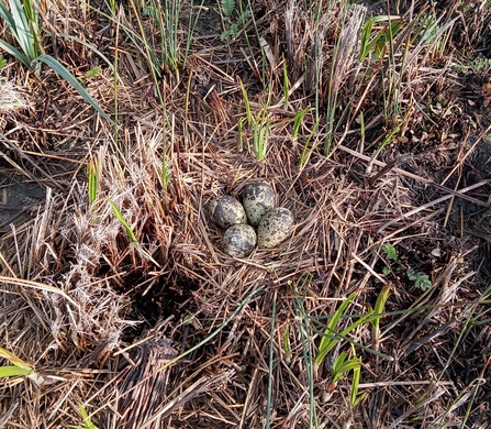 A lapwing nest amongst grass on the ground.