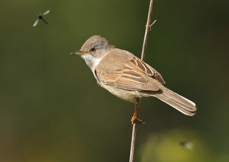 A whitethroat bird perched on a branch, a dragonfly flying past in the background