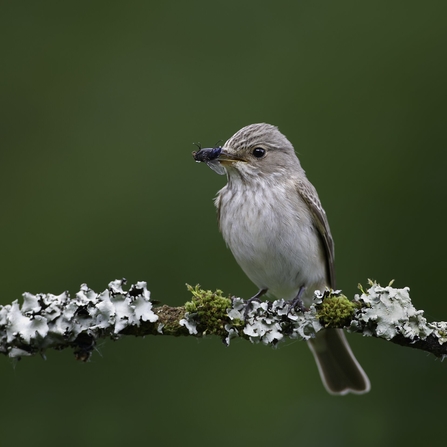 Spotted flycatcher on branch with fly in beak
