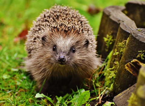 Hedgehog, photo by Tom Marshall