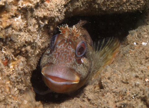 Tompot blenny, photo by Dave Wood