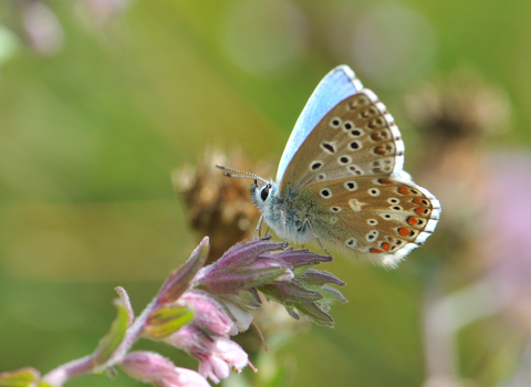 Adonis blue butterfly, photo by Grant Hazlehurst