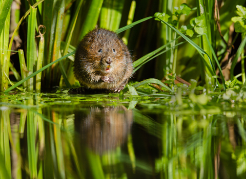 Water vole, photo by Andrew Sproule