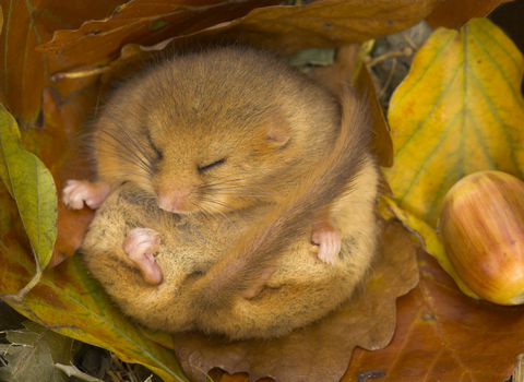 Dormouse, photo by Danny Green/2020VISION