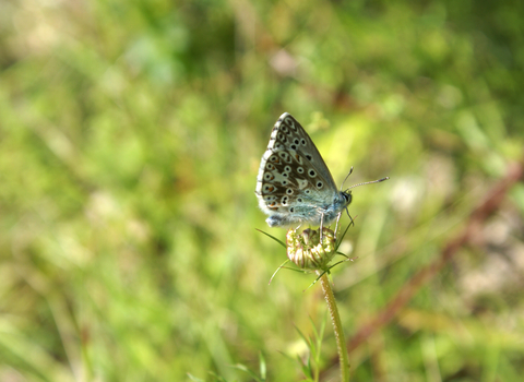 Roadside Nature Reserve Butterfly
