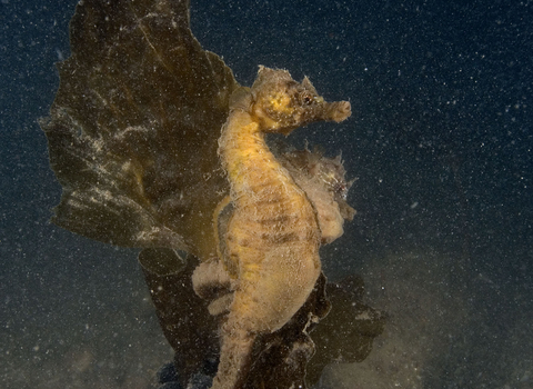 Short snouted seahorse, photo by Paul Naylor