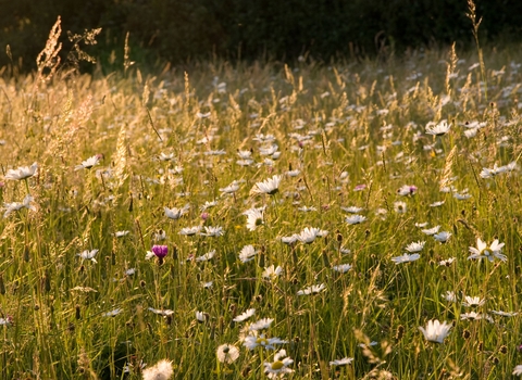 Oxeye daisy meadow, photo by Dave Kilbey