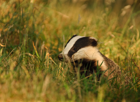Badger, photo by Andrew Parkinson/2020VISION