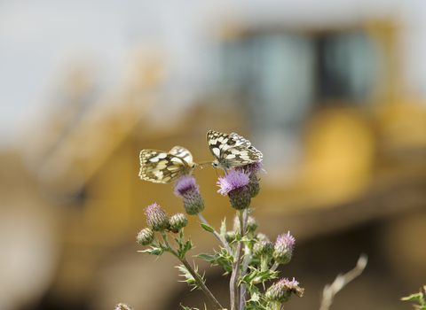 Butterflies on a construction site, photo by Terry Whittaker/2020VISION