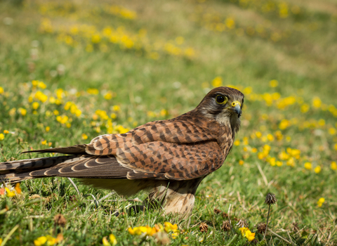 Kestrel on the grass, photo by Chris Moncrieff