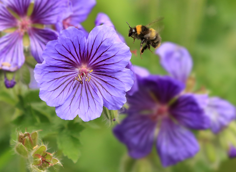 Early bumblebee, photo by Jon Hawkins - Surrey Hills Photography