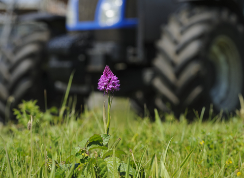 Pyramidal orchid on brownfield site for construction, photo by Terry Whittaker/2020VISION
