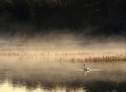Swan in the mist, photo by Fran French