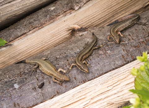 Viviparous Lizards at Polhill Bank, photo by Gareth Christian