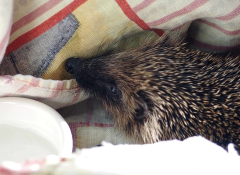 Rescued hedgehog, photo by Gillian Day