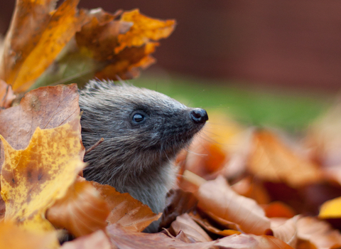 Hedgehog in leaves, photo by Tom Marshall