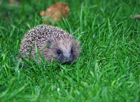 Baby hedgehog by Gillian Day