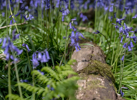 Bluebell close up