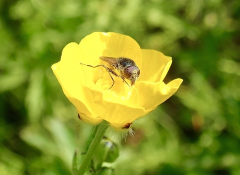 One of the many insects which enjoy the pollen and nectar provided by buttercups in our meadow