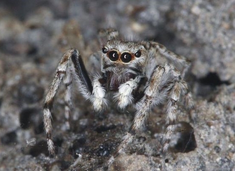 Distinguished Jumping Spider (Sitticus distinguendus)