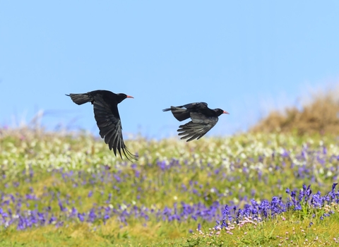 Two flying chough