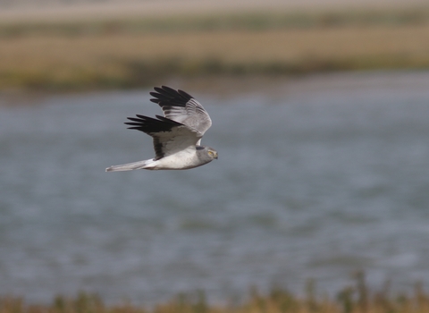 Hen Harrier in flight Oare Marshes