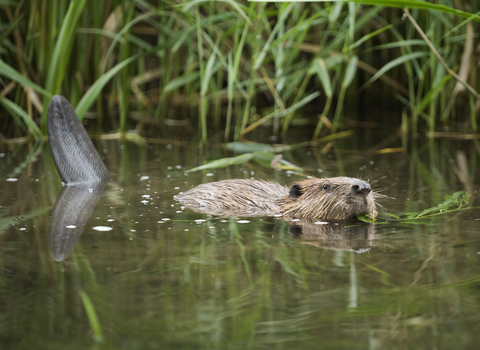 Beaver swimming with food