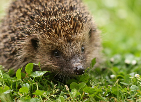 Hedgehog by S Rothchild