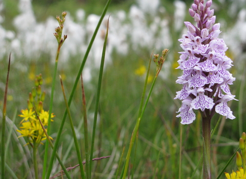 Heath spotted orchid at Hothfield Heathlands