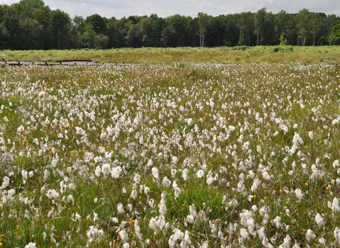 bog cotton grass hothfield heathlands cropped