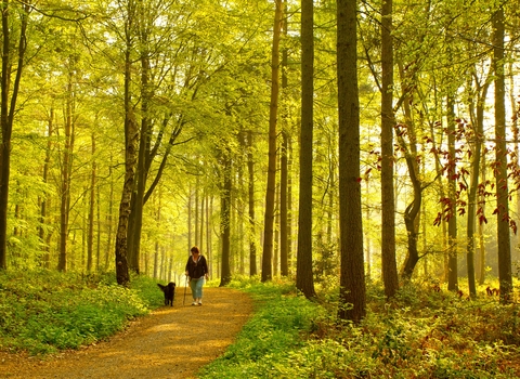 Dog walk through woodland forest