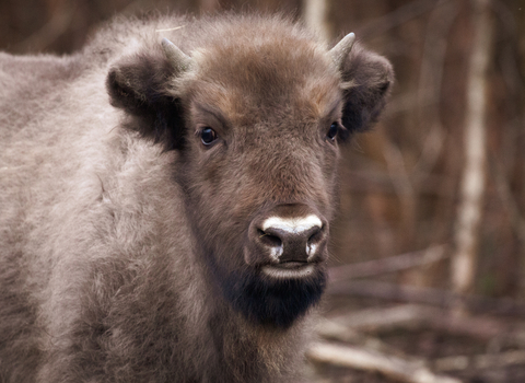 Bison calf by Donovan Wright