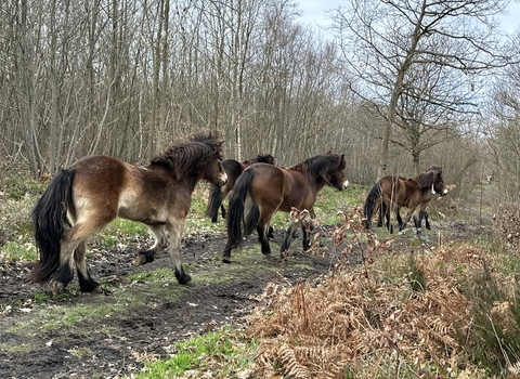Exmoor ponies in West Blean and Thornden Woods 2