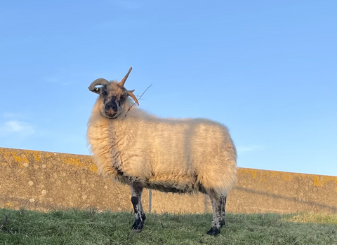 Shetland X sheep