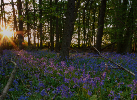 Bluebell forest with sunlight