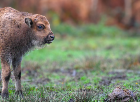 bison calf banner