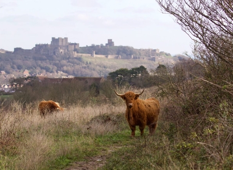 Highland cows at Coombe Down.
